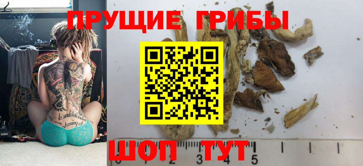 Галлюциногенные грибы Psilocybe Касимов